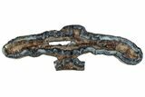 Mammoth Molar Slice With Case - South Carolina #291169-1